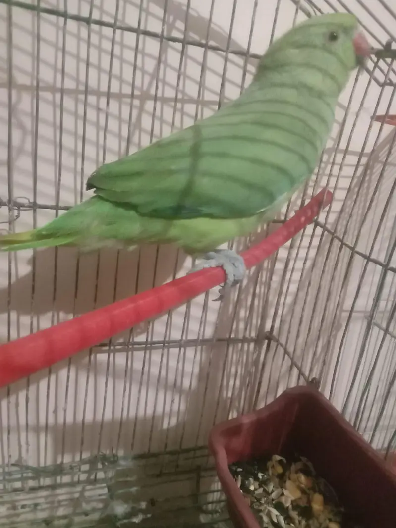 male. female — photo 4