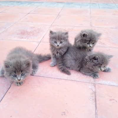 British shorthair grey kittens