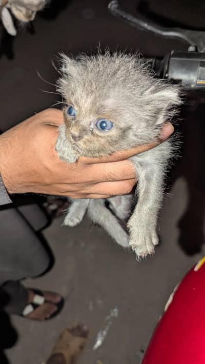 Kittens for sale