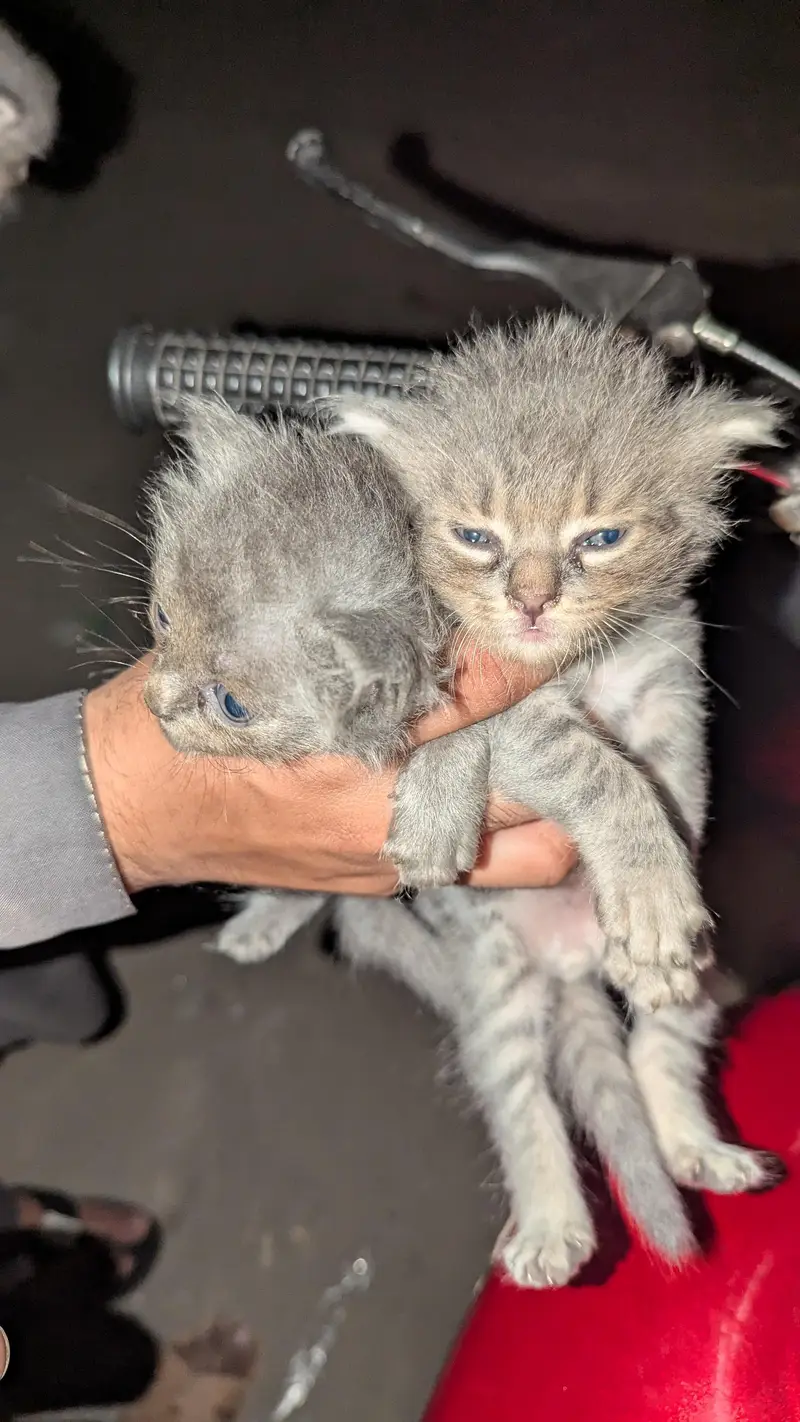 Kittens for sale — photo 2