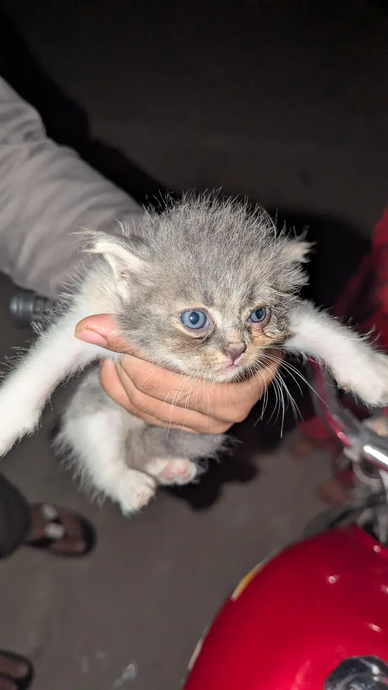 Kittens for sale — photo 3