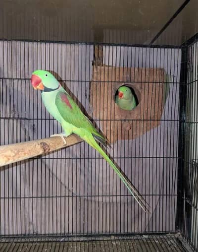 Kashmiri raw parrot for sale single and pear available