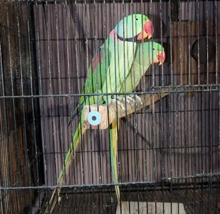 Kashmiri raw parrot for sale single and pear available — photo 2