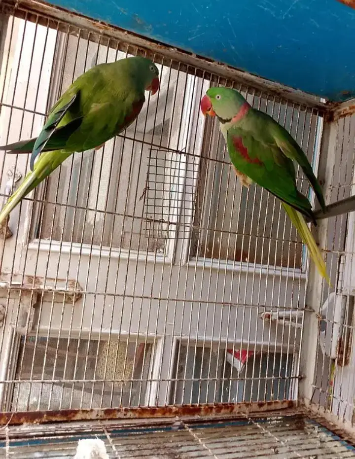 Kashmiri raw parrot for sale single and pear available — photo 4