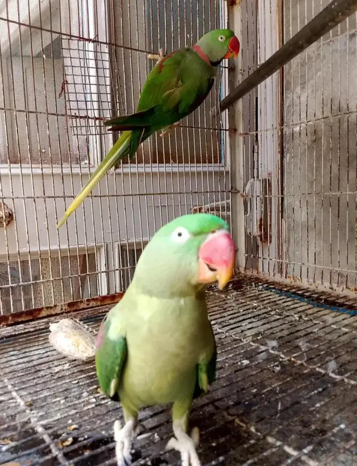 Kashmiri raw parrot for sale single and pear available — photo 5