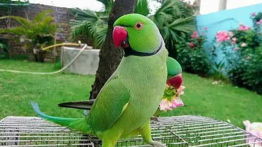pair ha breader ha brid b ki ha arjent sell karny hey