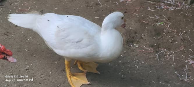 Duck for sell