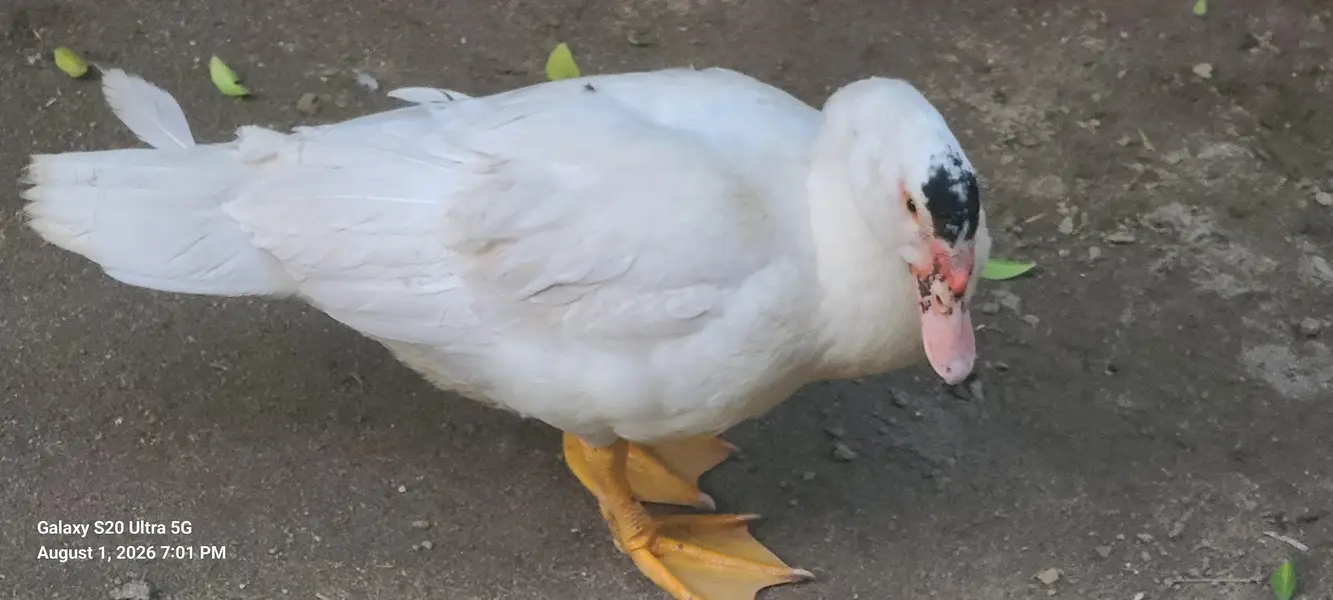 Duck for sell — photo 2