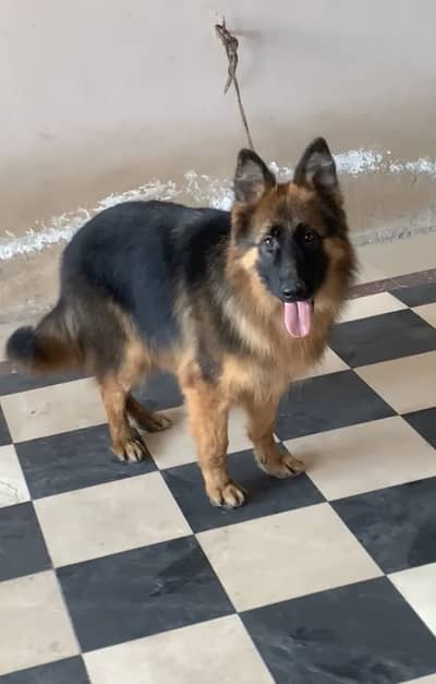 GSD Long Coat Pink Pedigree Female
