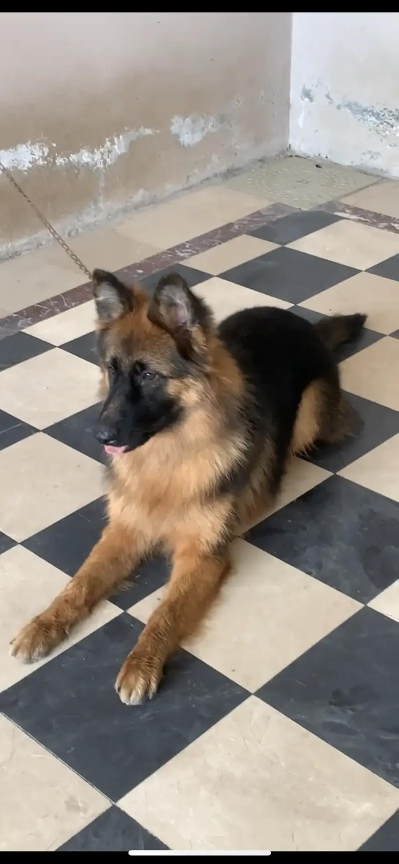 GSD Long Coat Pink Pedigree Female — photo 2