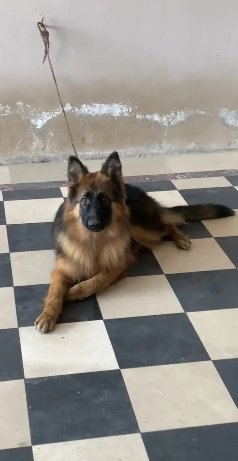GSD Long Coat Pink Pedigree Female — photo 3