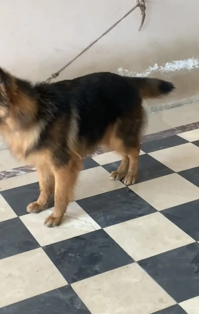 GSD Long Coat Pink Pedigree Female — photo 4