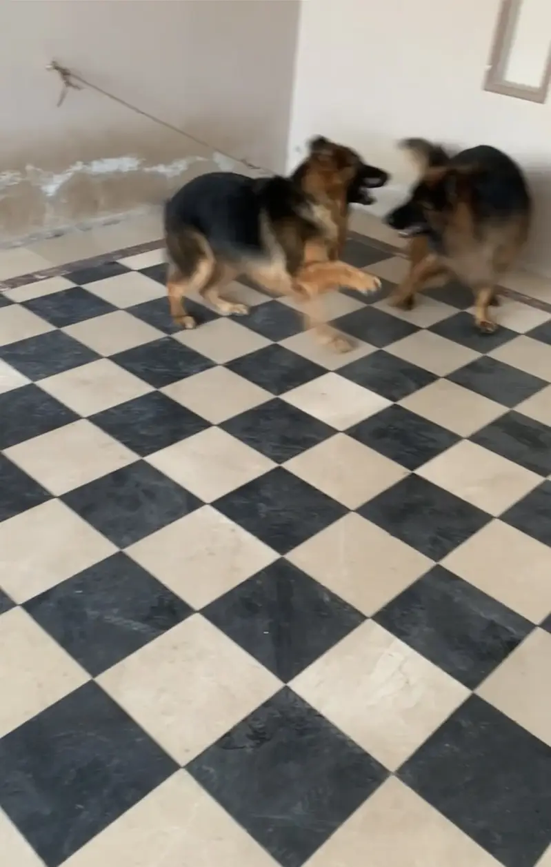 GSD Long Coat Pink Pedigree Female — photo 5