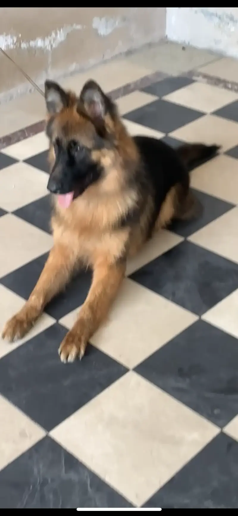 GSD Long Coat Pink Pedigree Female — photo 6