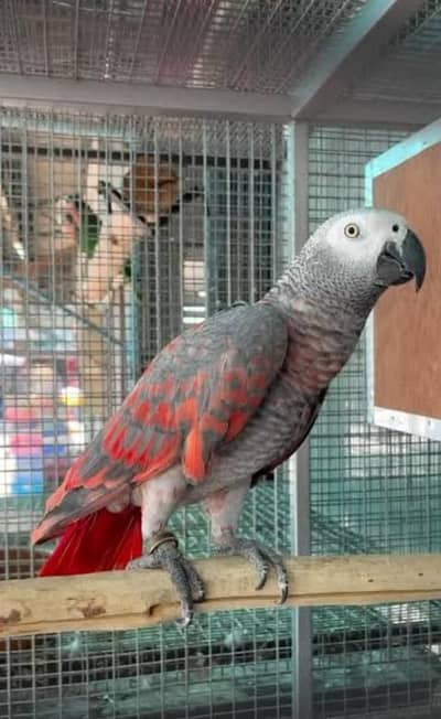 All Hand tamed and breeder birds available