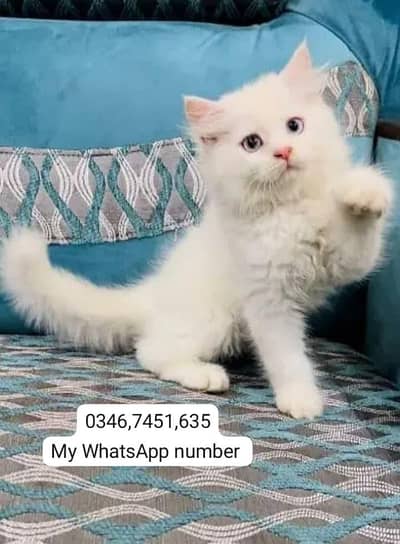 Persian kittens for sale