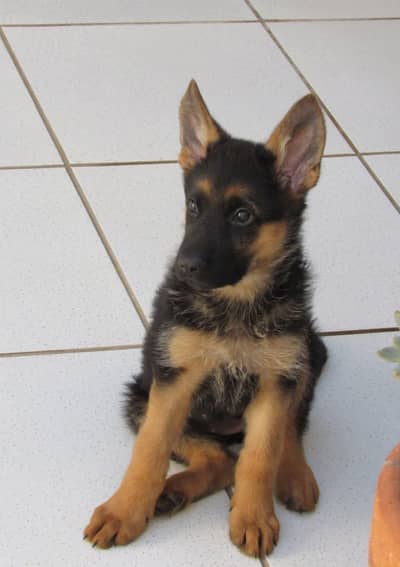 German Shepherd puppy