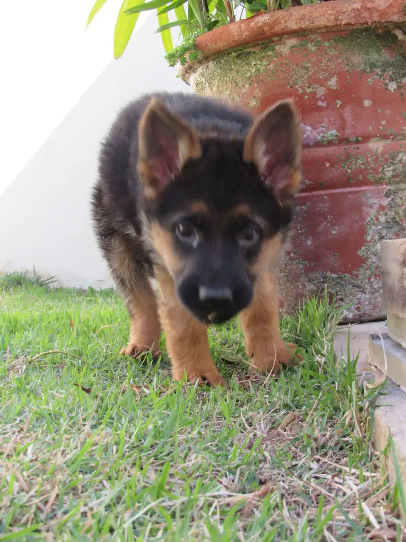 German Shepherd puppy — photo 2