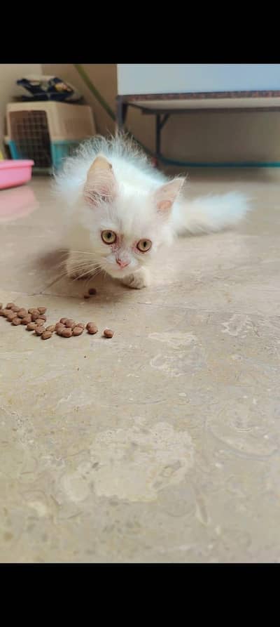 Persian kitten| doll face | double| goldeneyes kittens for sale
