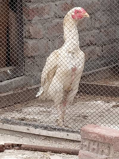 Aseel heera