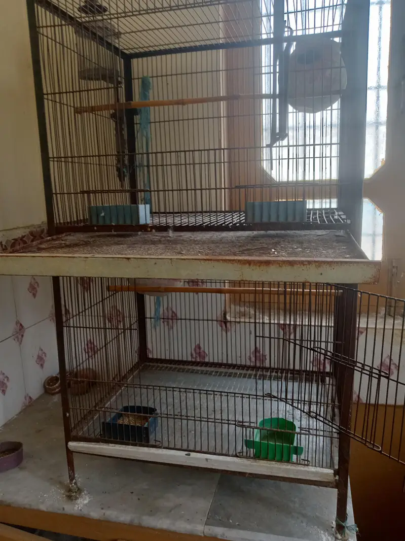two cage serious buyer contact — photo 4