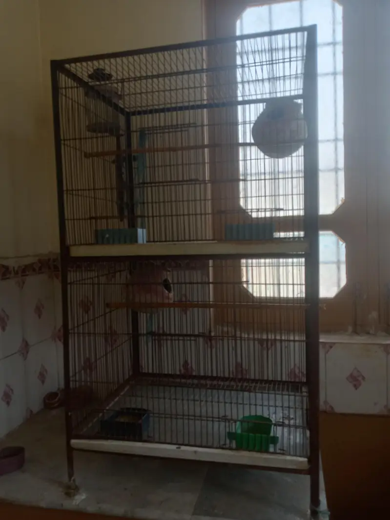 two cage serious buyer contact — photo 5