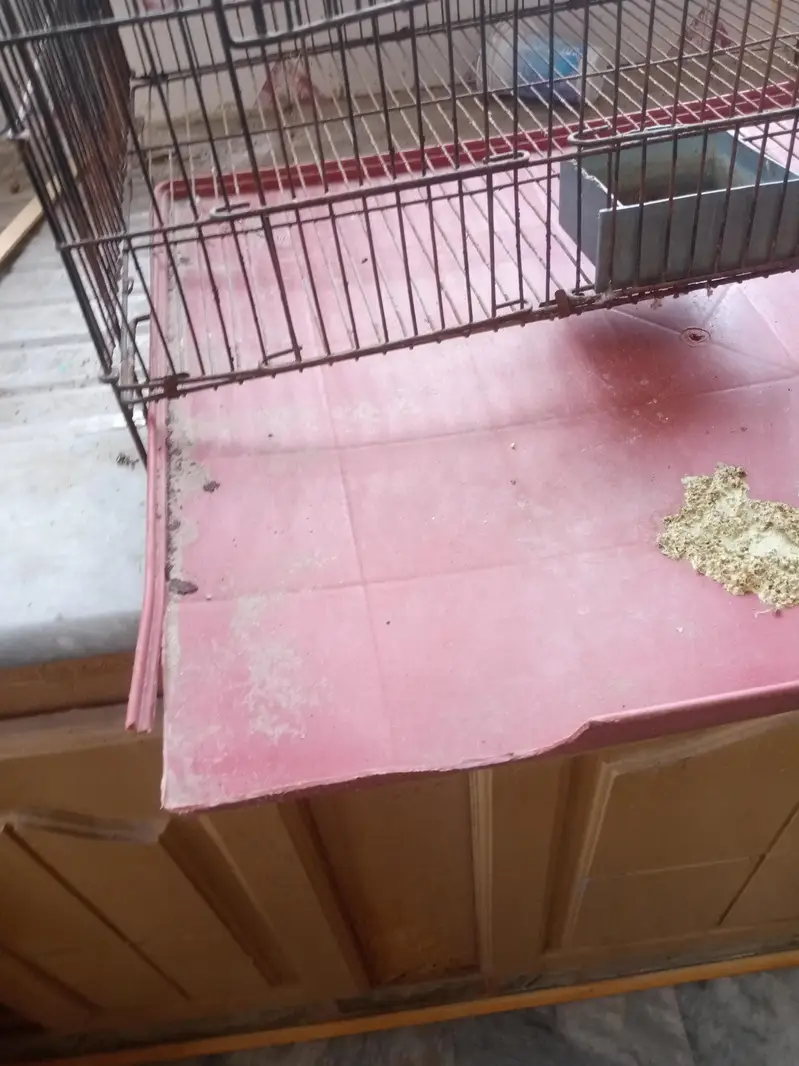 two cage serious buyer contact — photo 6