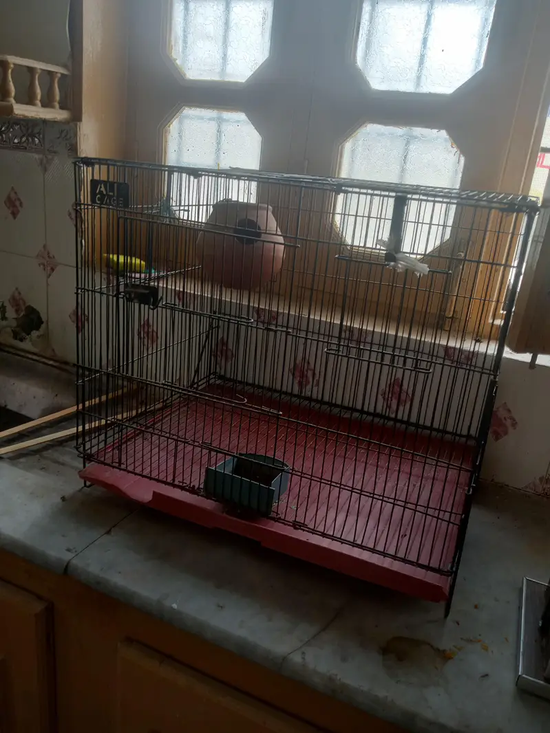two cage serious buyer contact — photo 9