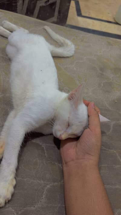 a white lovely cat