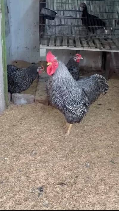 plymouth rock heritage chicks available for sale