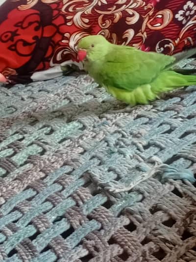 Green parrot for sale