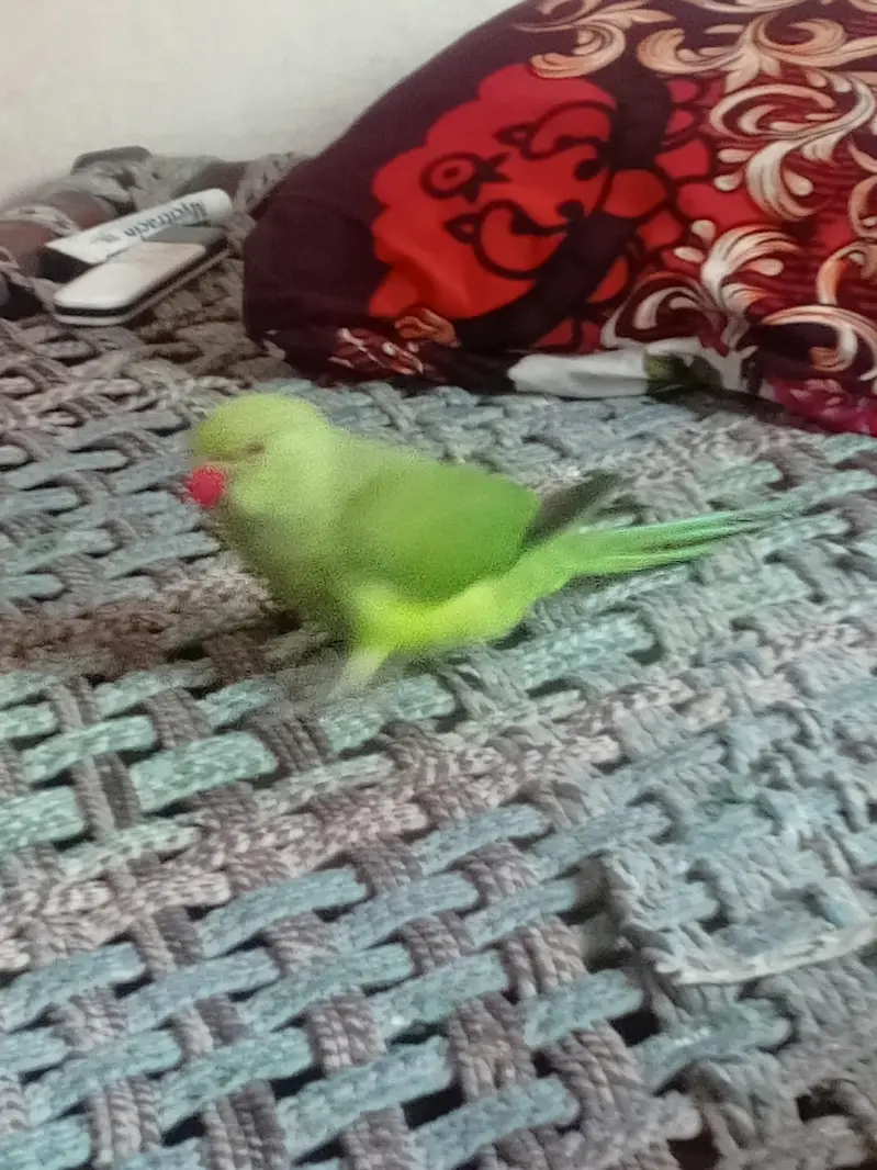 Green parrot for sale — photo 2