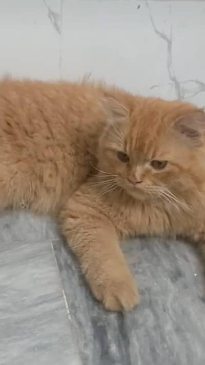 golden Persian male cat