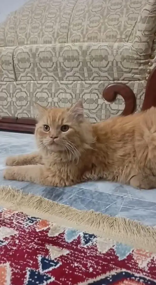 golden Persian male cat — photo 2