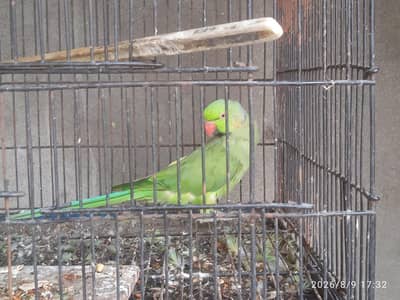 Green Parrot