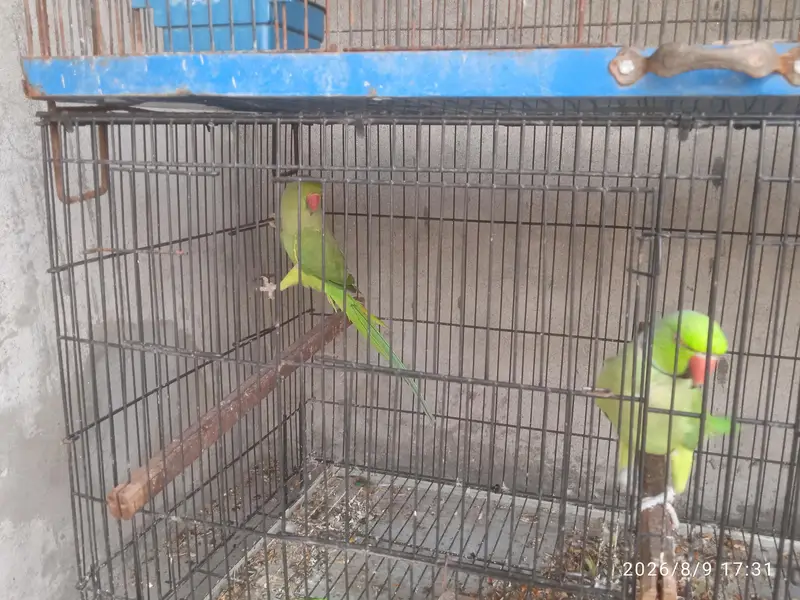 Green Parrot — photo 2