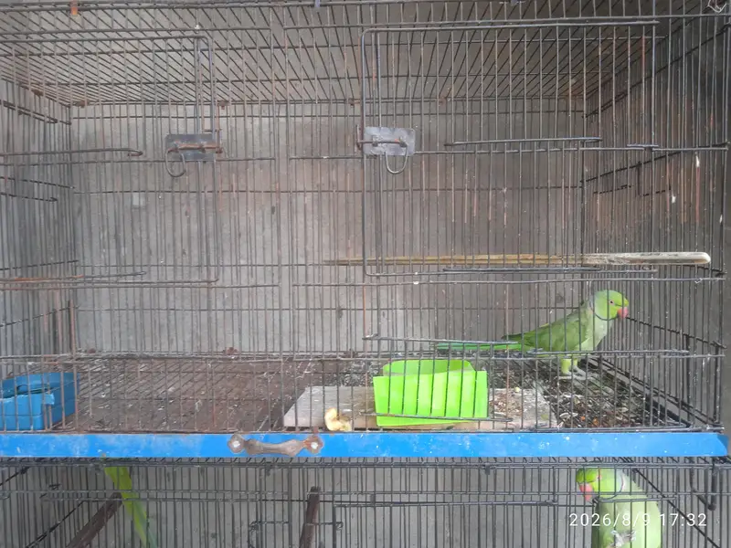 Green Parrot — photo 3