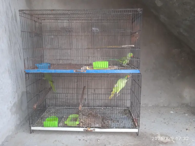 Green Parrot — photo 4