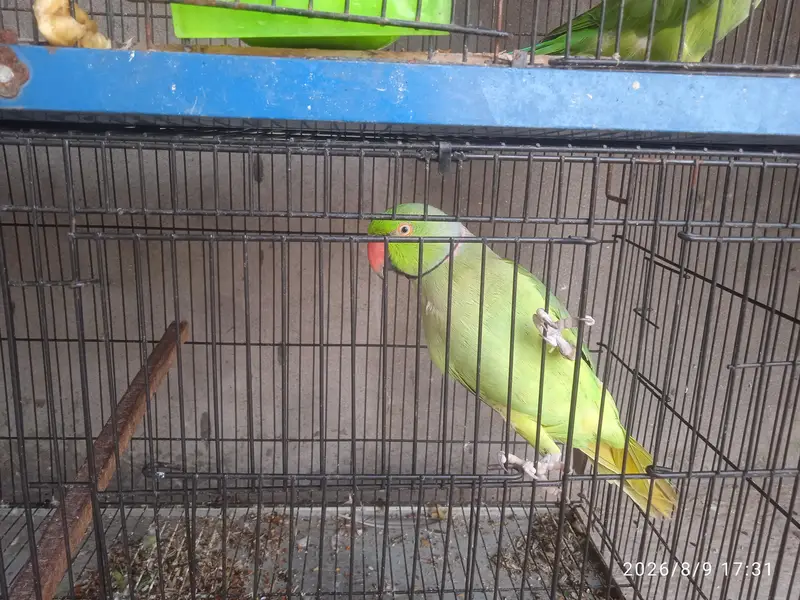 Green Parrot — photo 5
