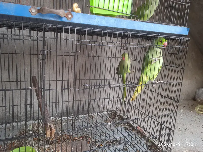 Green Parrot — photo 6