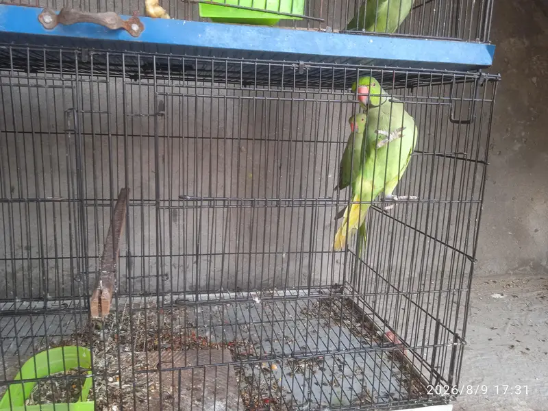 Green Parrot — photo 7