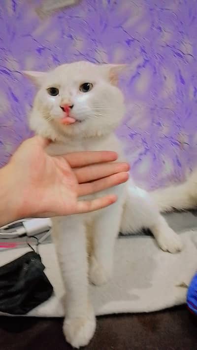 Persian cat 
