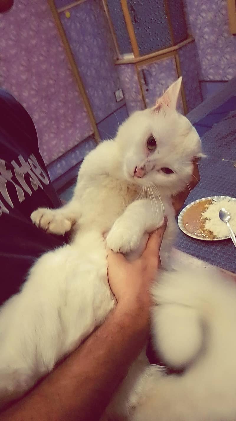 Persian cat  1
