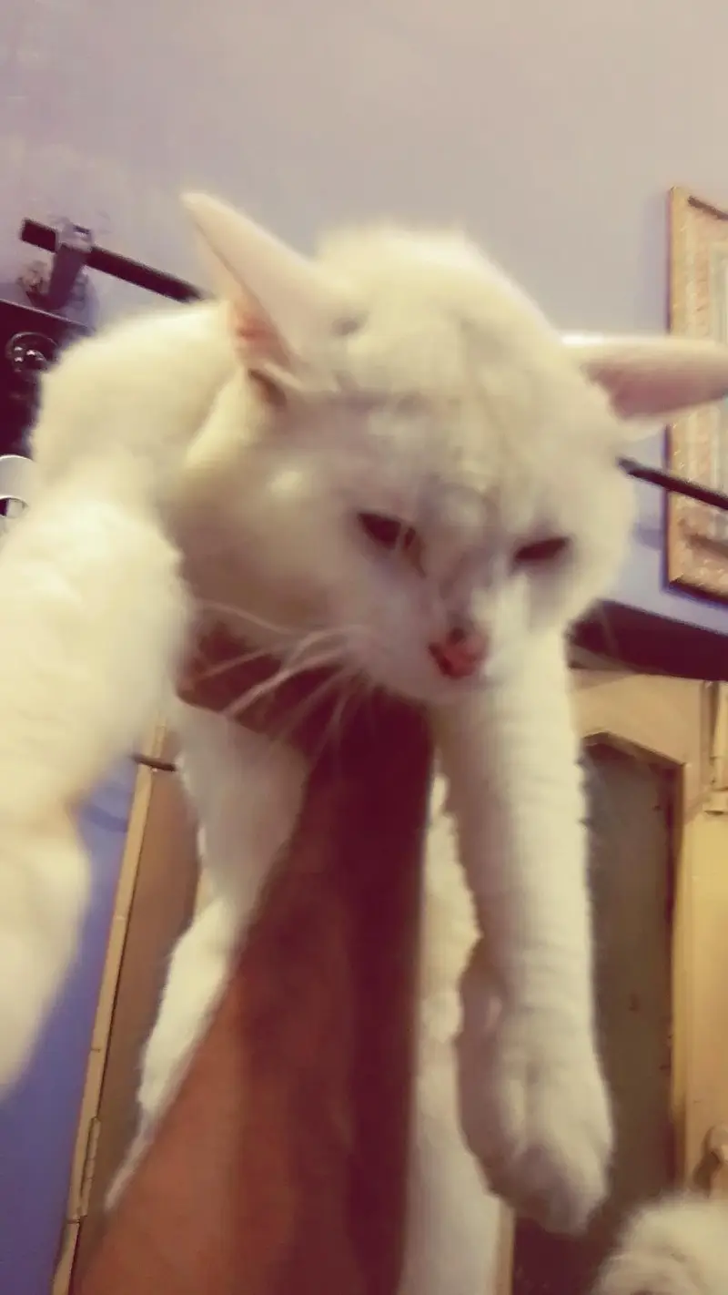 Persian cat  — photo 3
