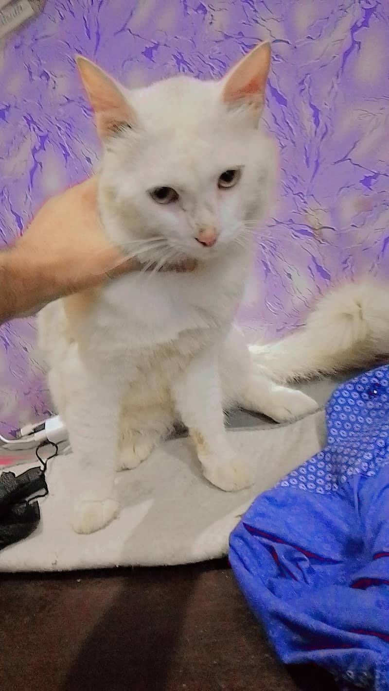Persian cat  3