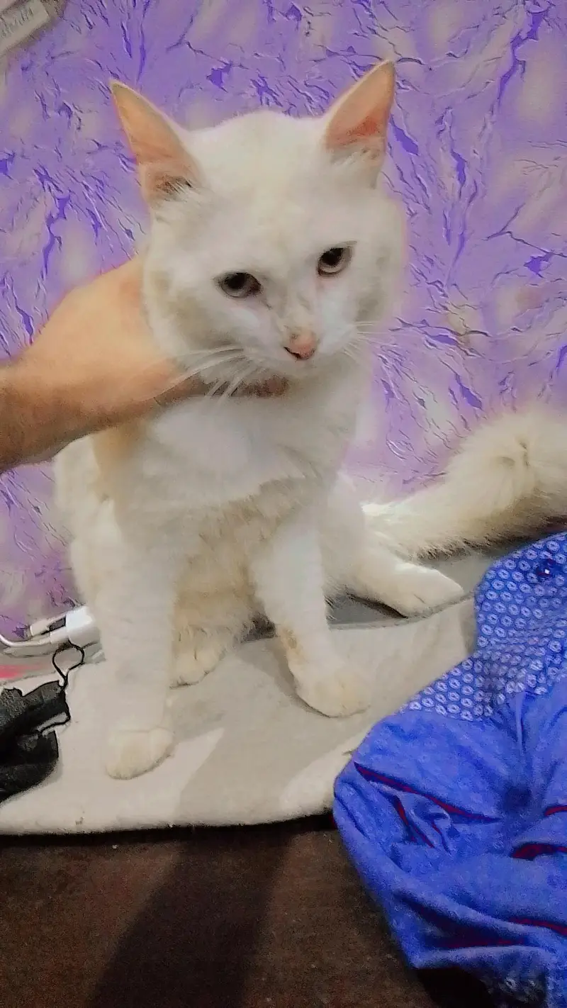 Persian cat  — photo 4