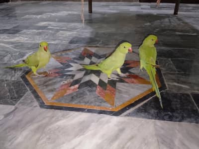 Green parrot & Eno Red eye one piece