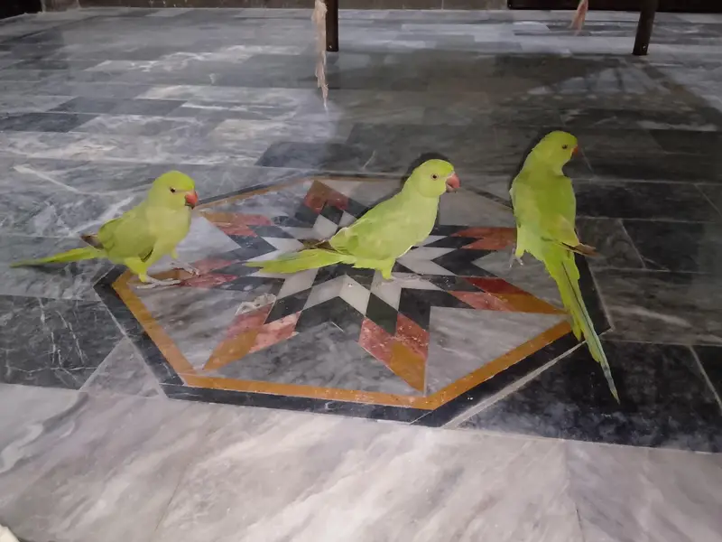 Green parrot & Eno Red eye one piece — photo 2