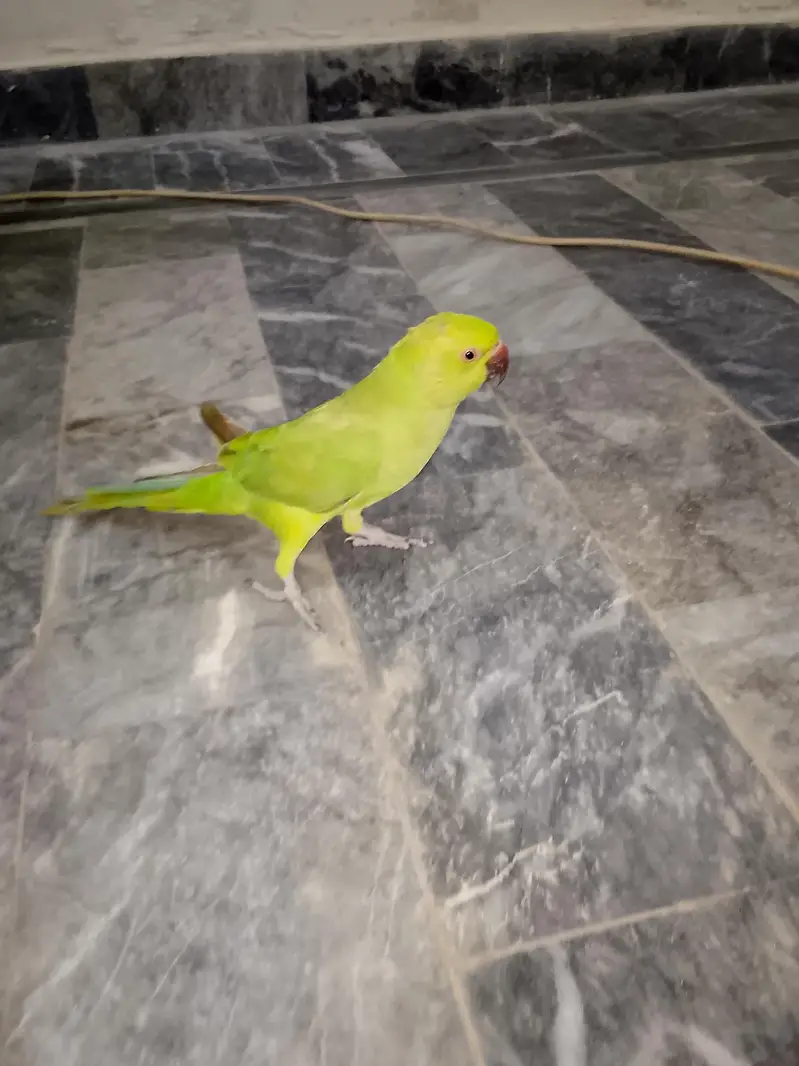 Green parrot & Eno Red eye one piece — photo 3
