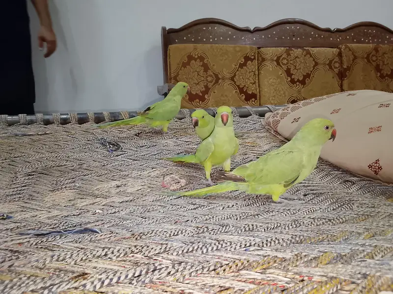 Green parrot & Eno Red eye one piece — photo 4